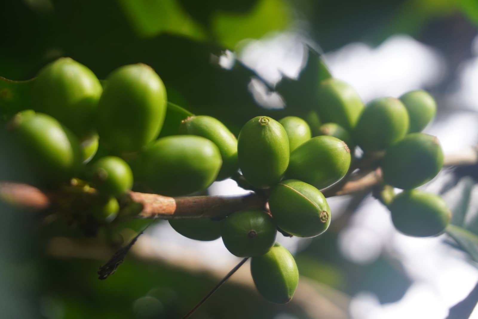 Petik ceri kopi secara manual di kebun Vorest, Jawa Barat