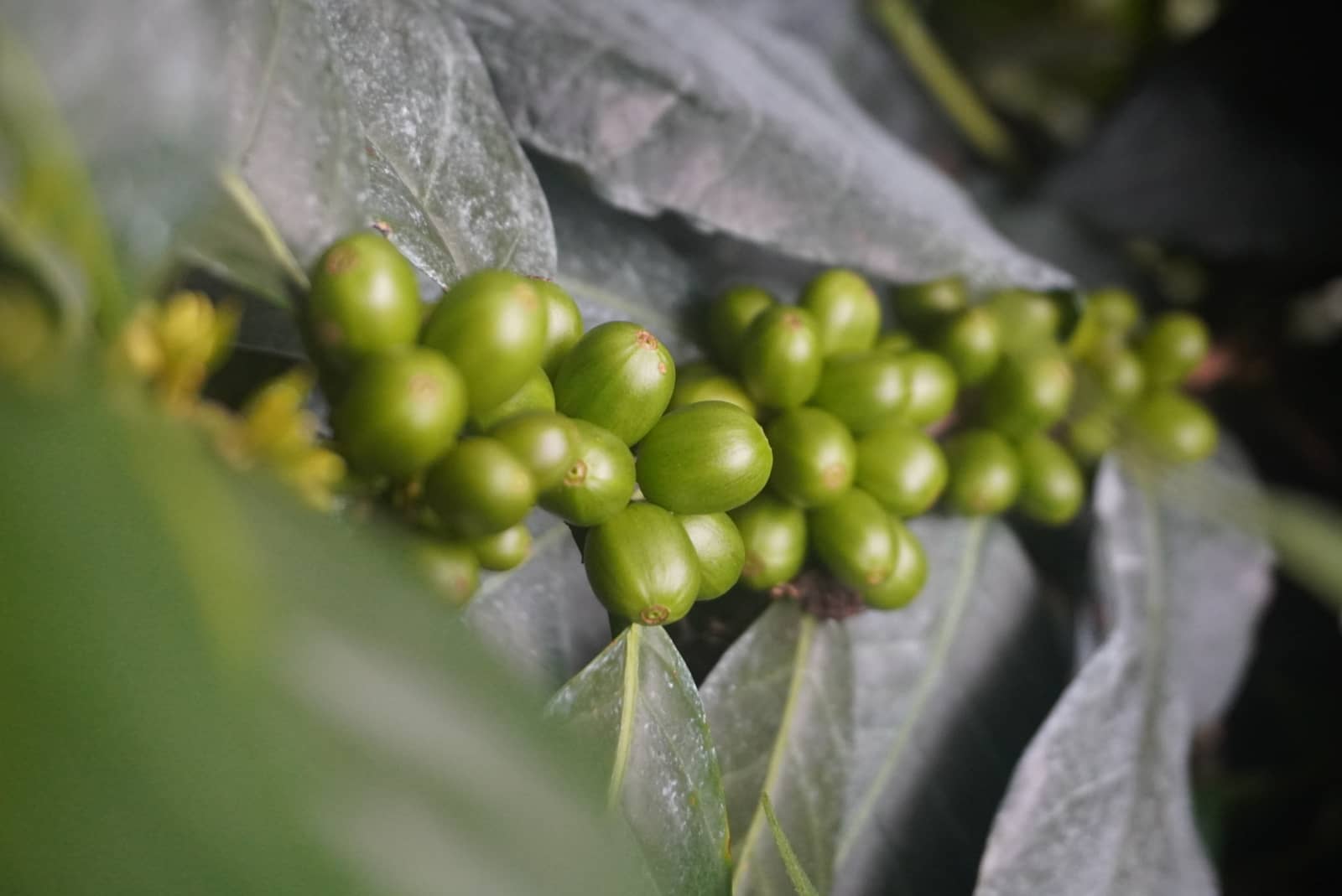 Kanopi kopi ternaungi di dataran tinggi Jawa Barat