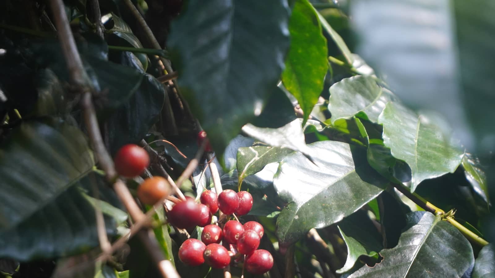Proses penjemuran kopi di para-para